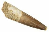 Fossil Plesiosaur (Zarafasaura) Tooth - Morocco #269241-1